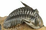 Large Metacanthina Trilobite With Reedops - Lghaft, Morocco #381585-4